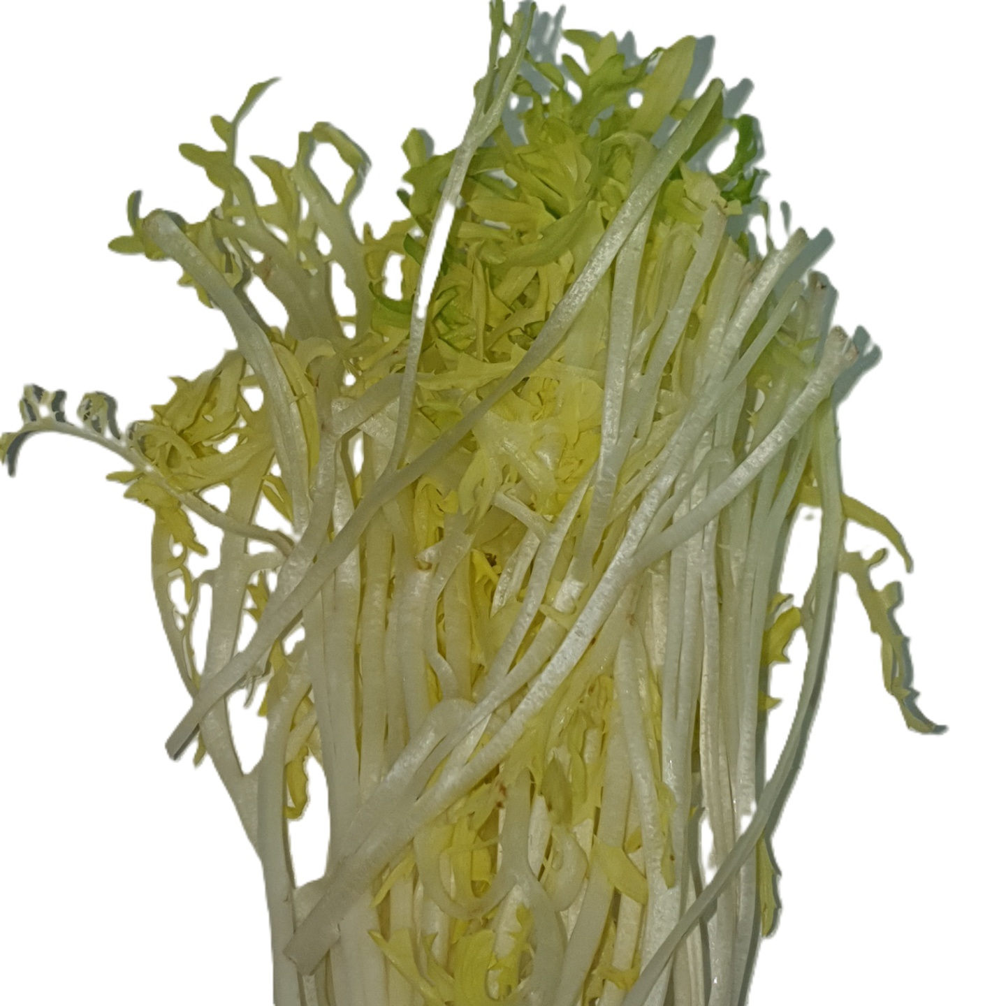 프리세(프리제) 100g[팩]