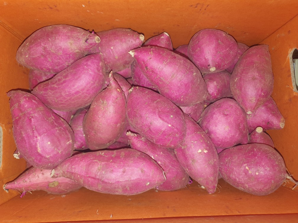 고구마(밤상) 10kg[BOX]