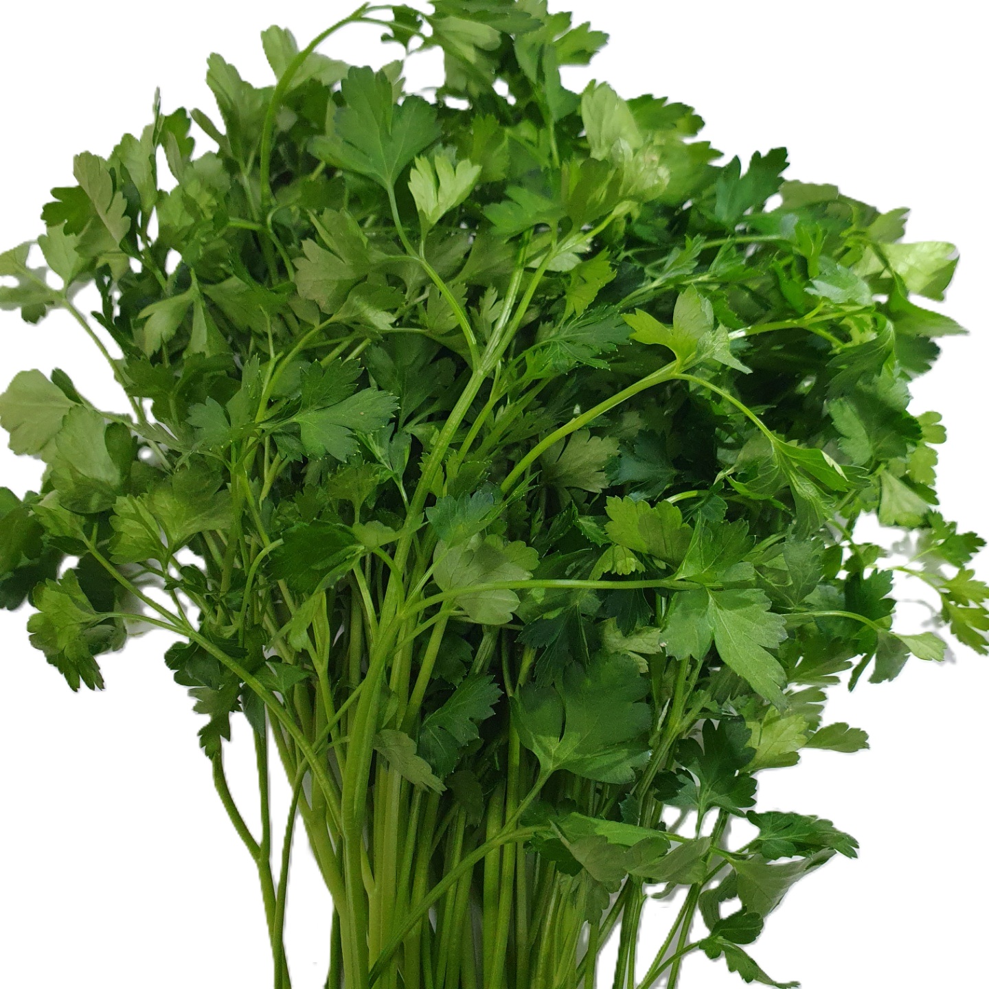 향나물(이태리파슬리) 100g[봉]