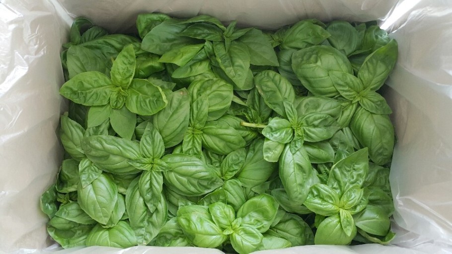 허브 바질 1kg[봉]