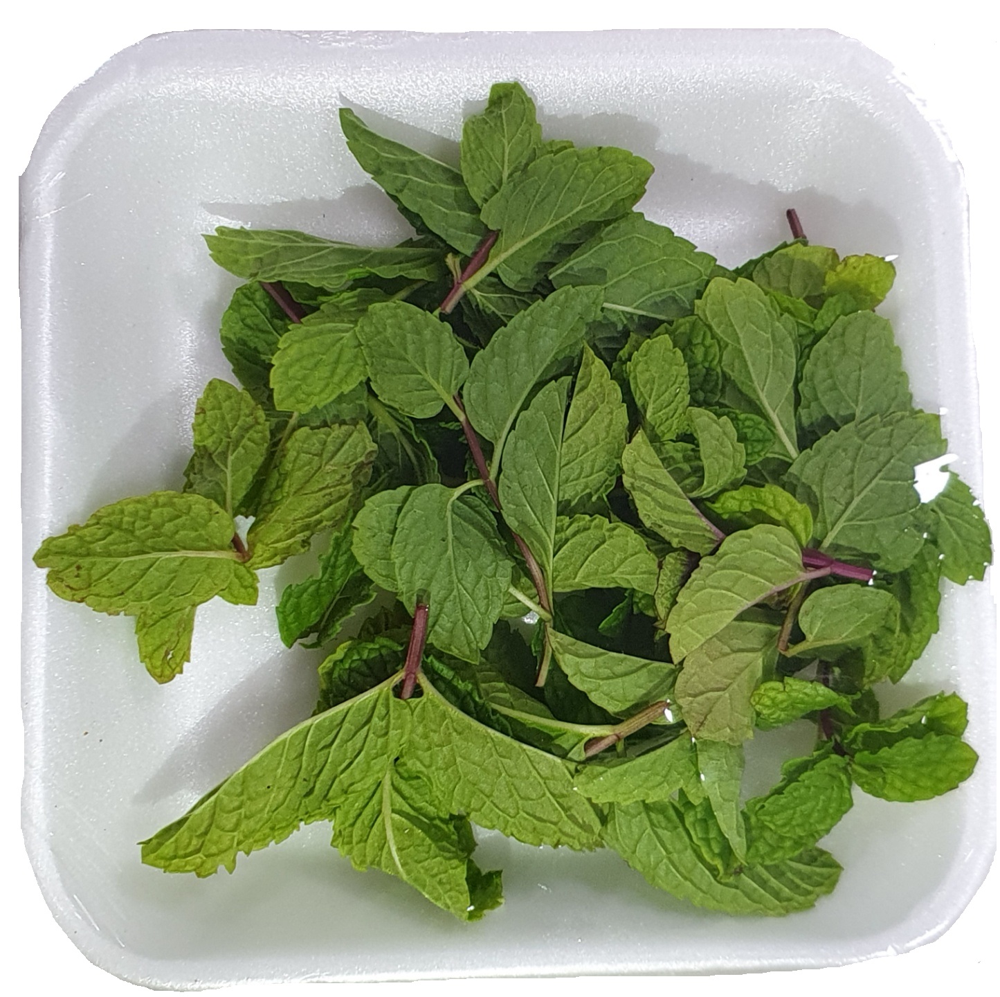 허브 스피아민트 5g[팩]