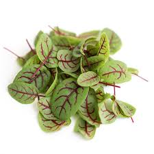 허브 쏘렐(수영) 10g[팩]