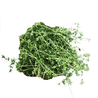 허브 타임 100g[봉]