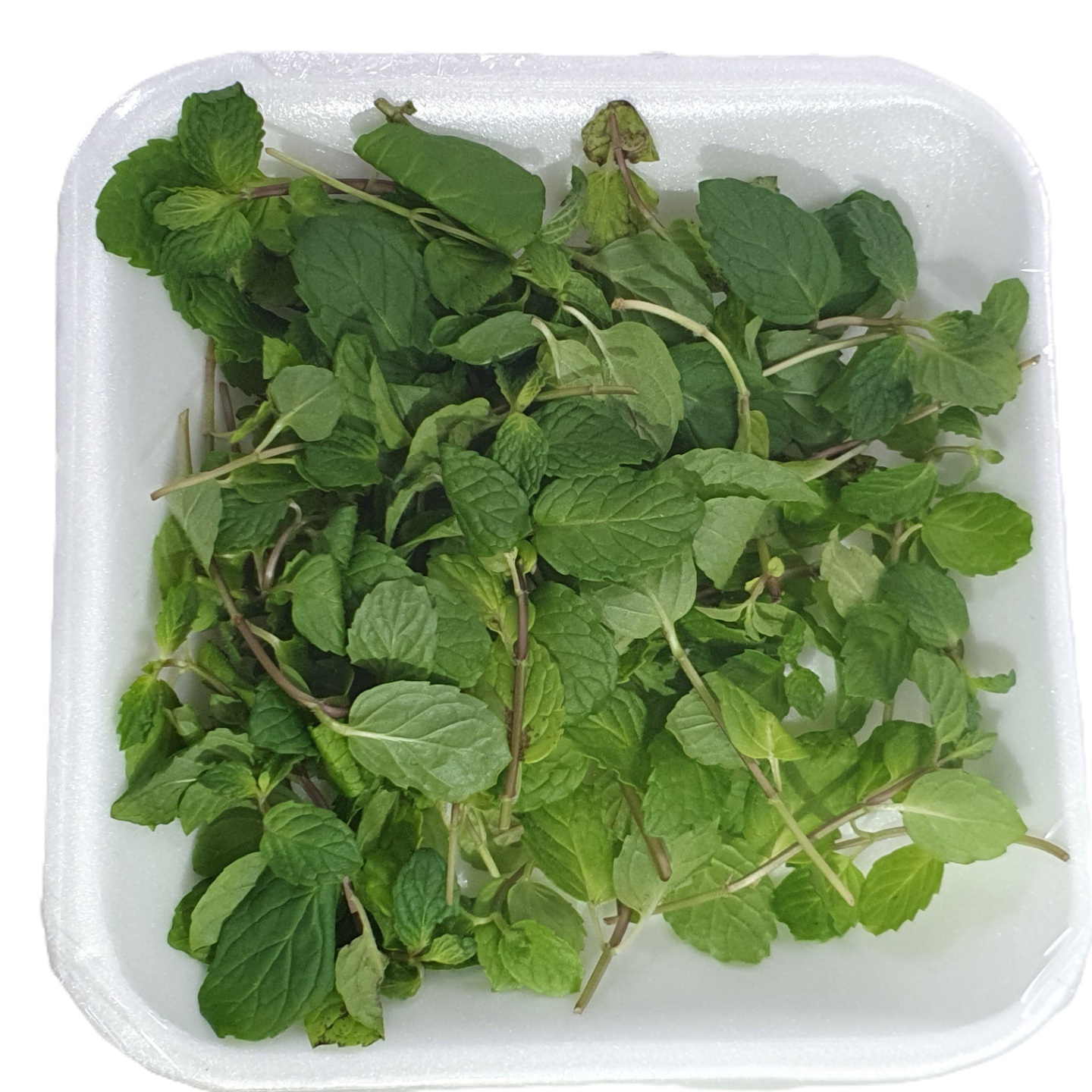 허브 페파민트 5g[팩]