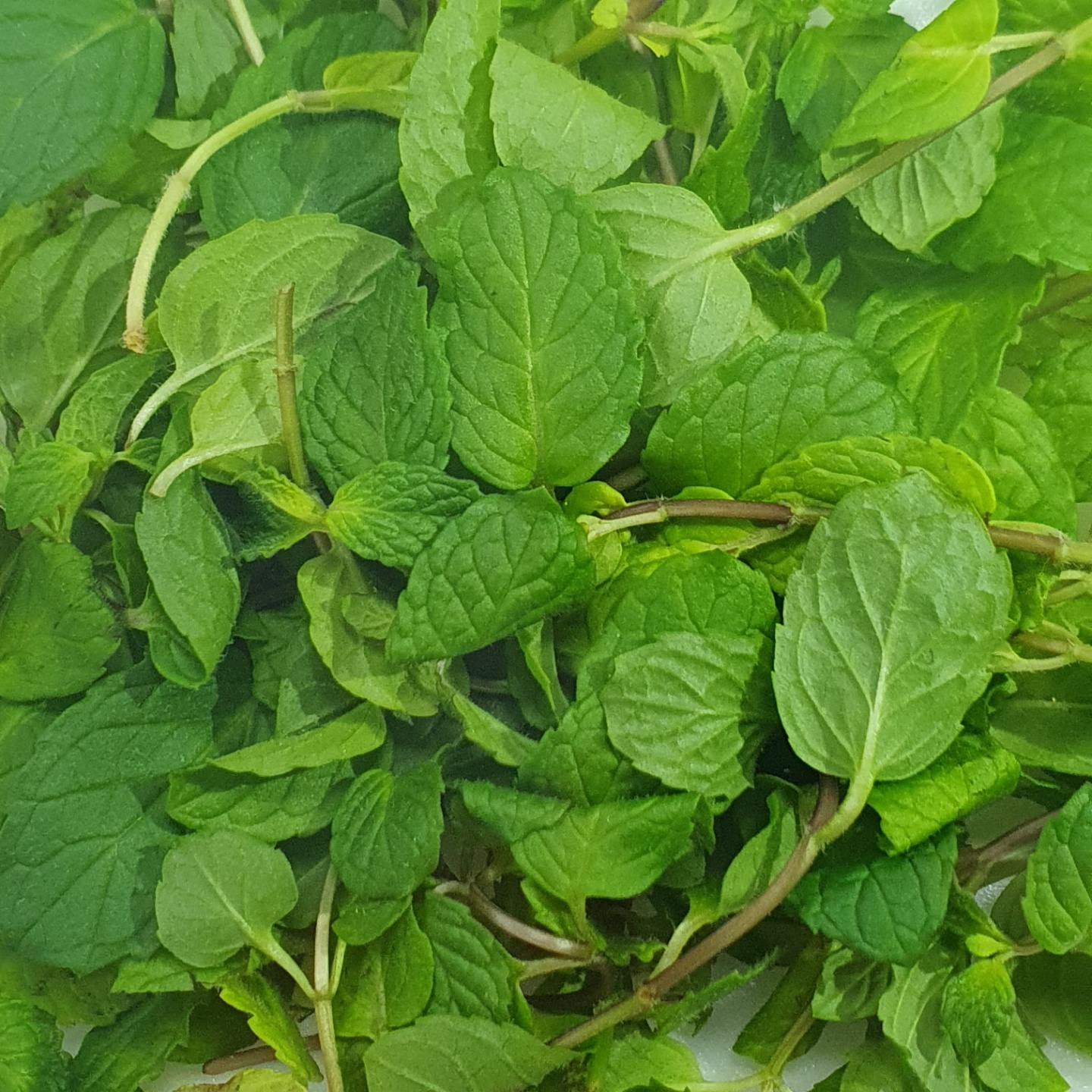 허브 페퍼민트 100g[봉]