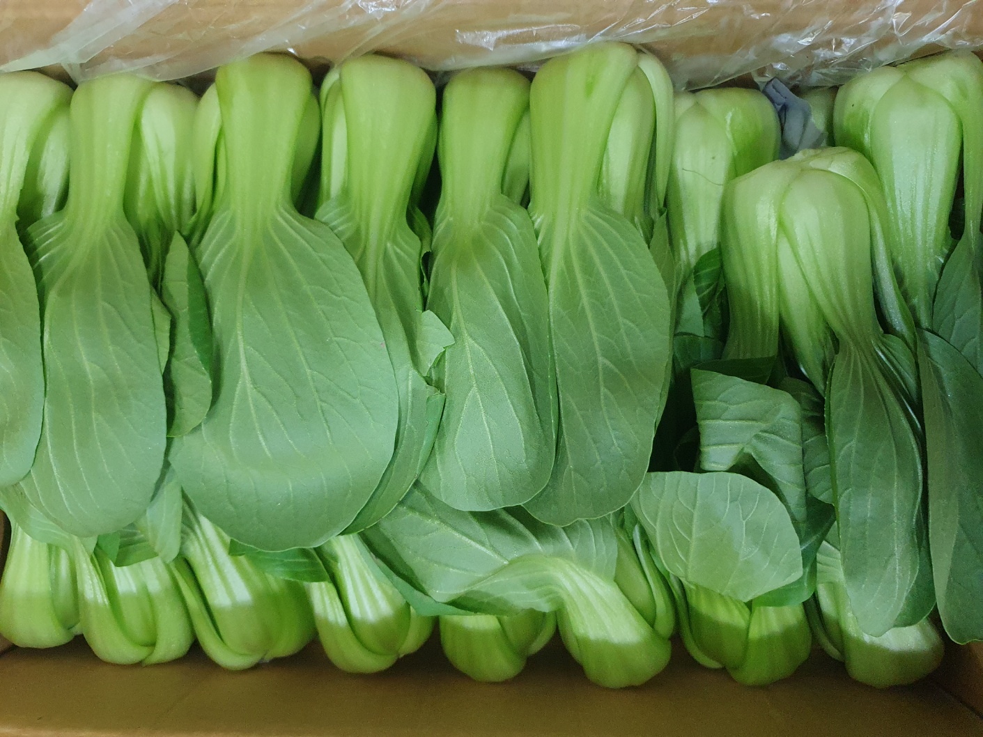 청경채(특A) 4kg[BOX]