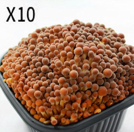 황금팽이버섯(10입) 2kg[BOX]