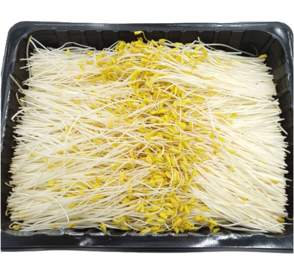 황메밀순 500g[팩]