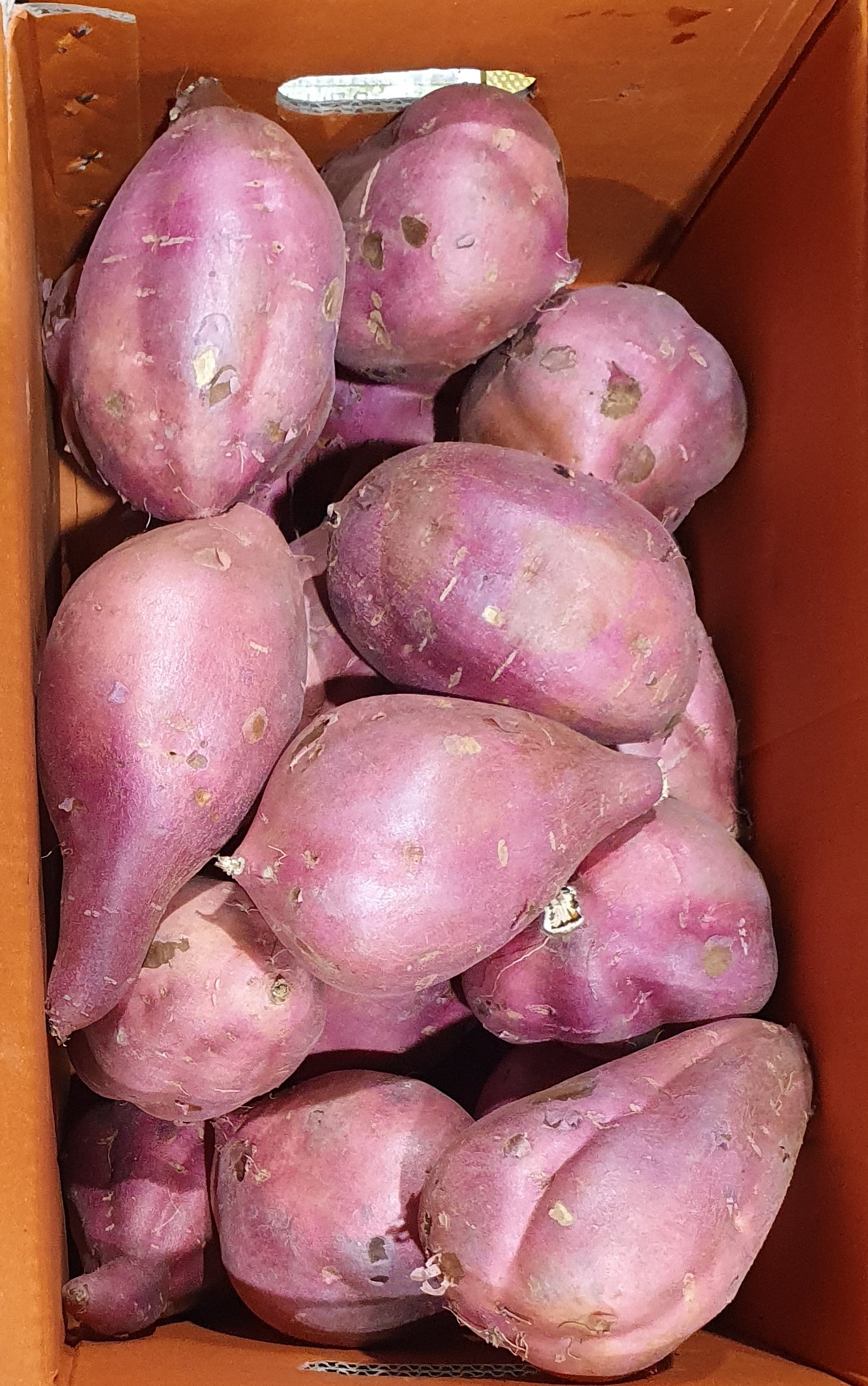 밤고구마(왕왕) 10kg[BOX]