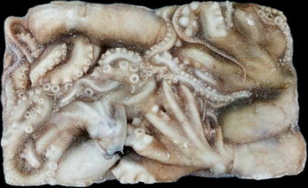 냉동 낙지(4미/중국) 850g