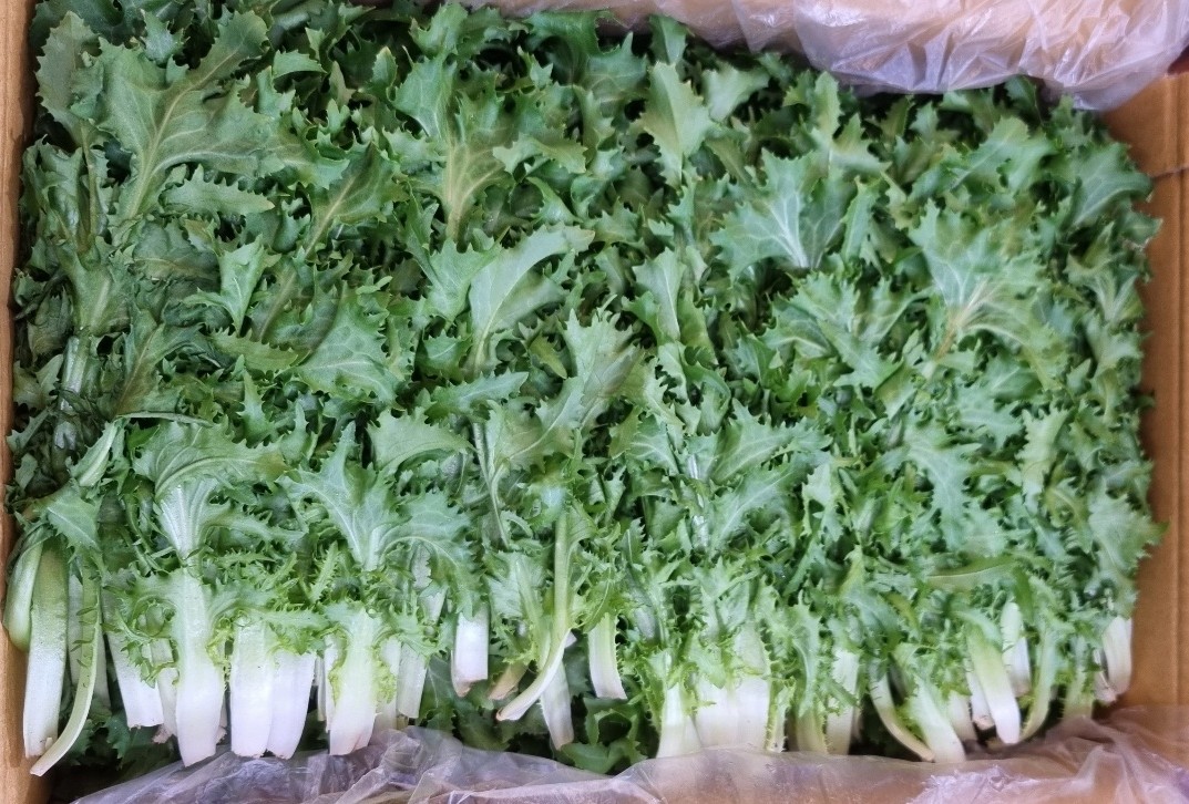 치커리(상) 2kg[BOX]