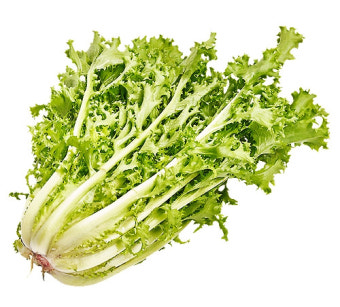 치커리(특) 1kg[봉]