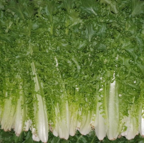 치커리(특A) 2kg[BOX]