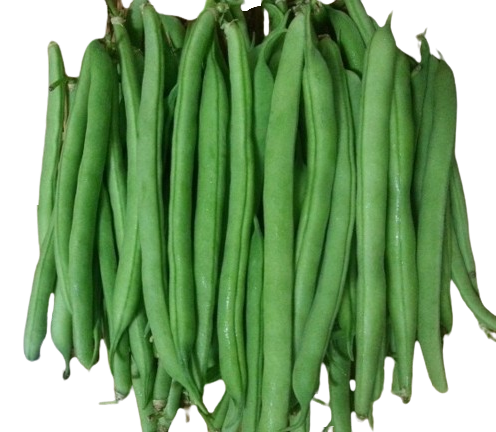 그린빈스 1kg내[봉]