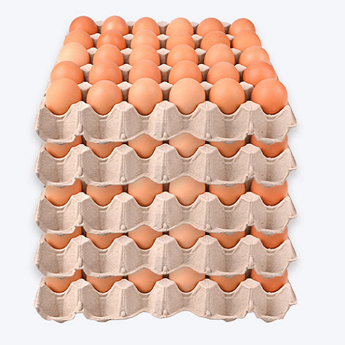 계란(대란/52g*30알) 1.56kg(5판)