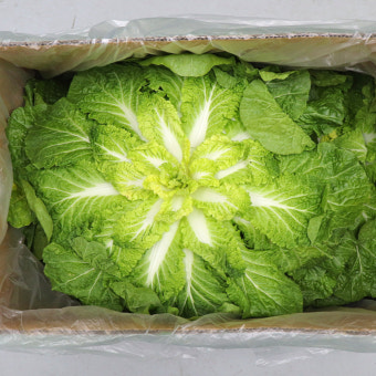 봄동 1kg[봉]