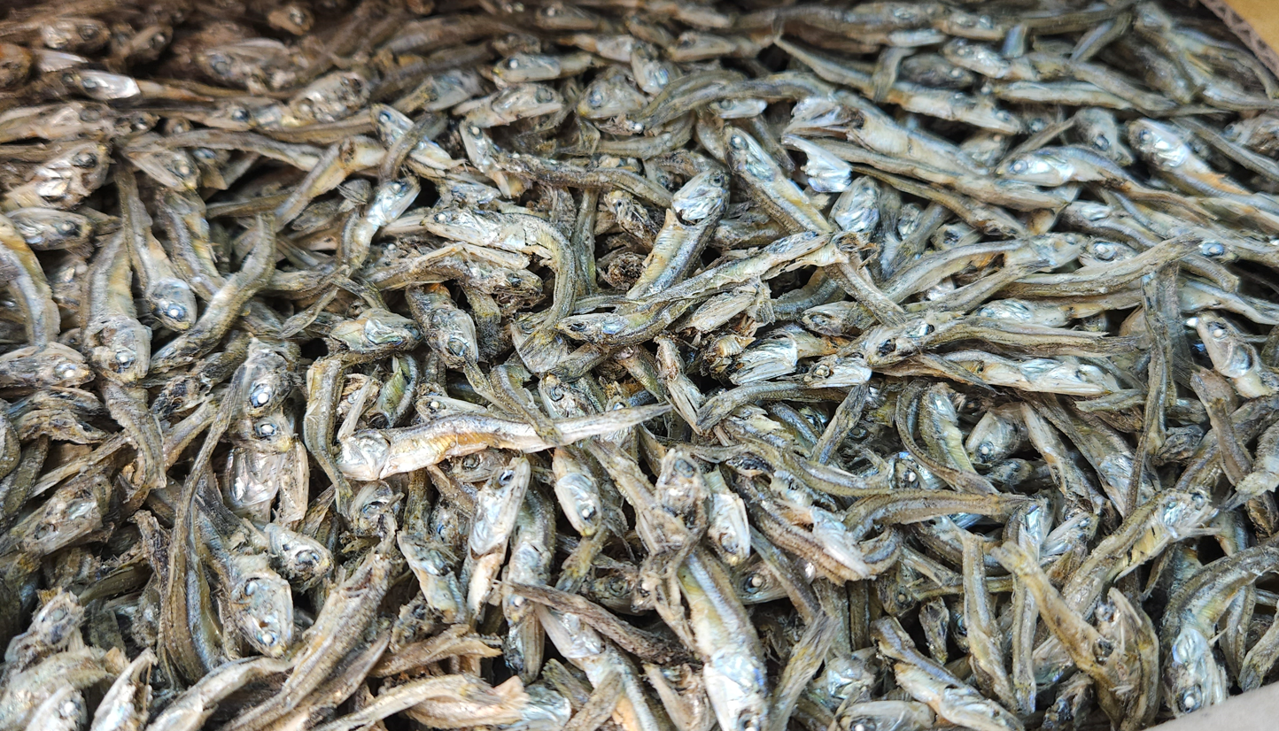 가이리멸치(고바/조림용/국내산) 1.5kg