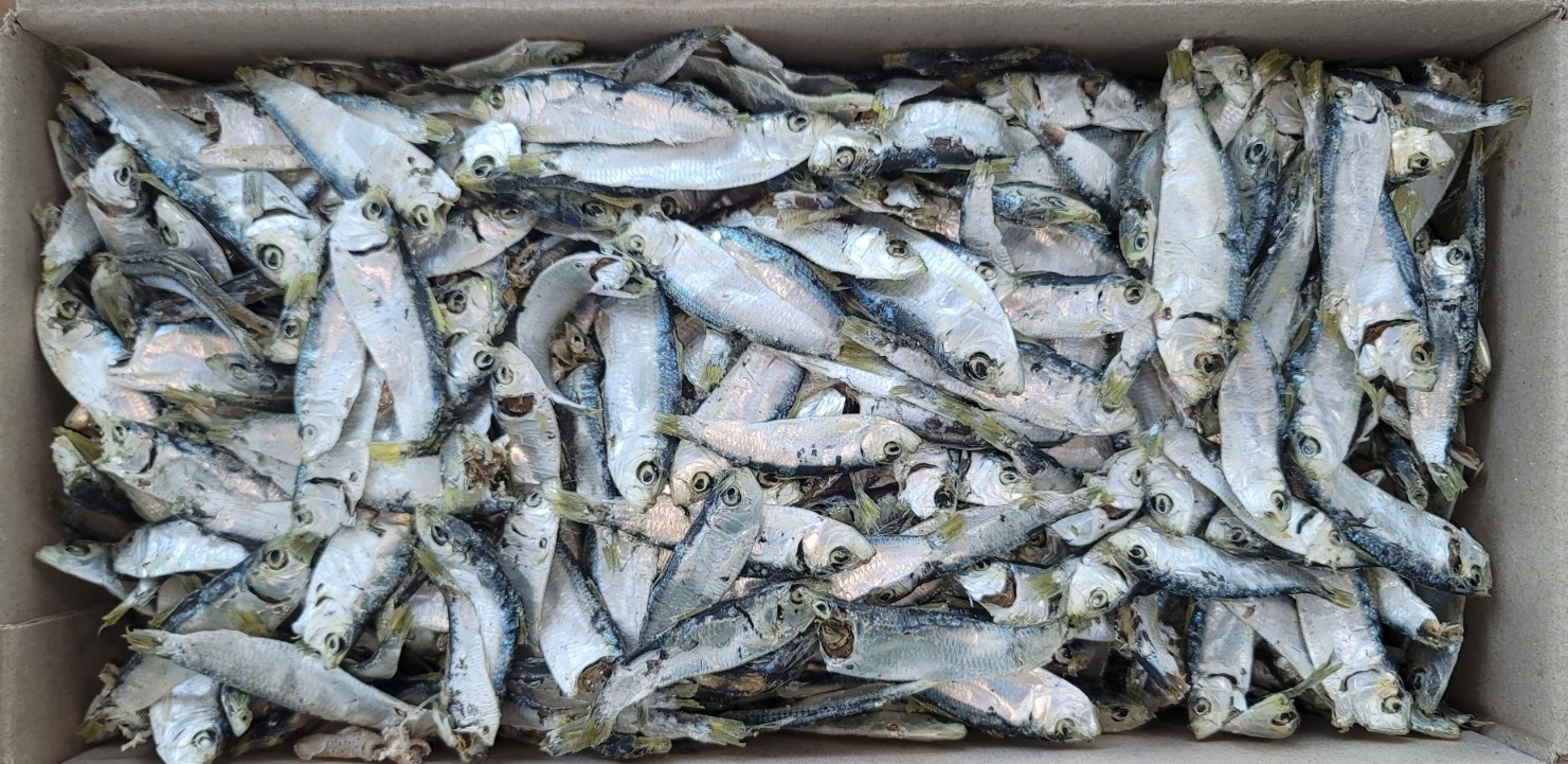 디포리(국물용/국내산) 1.5kg