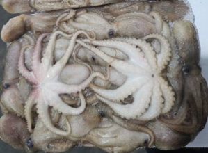 활주꾸미(80-100g/태국/1kg*4) 4kg