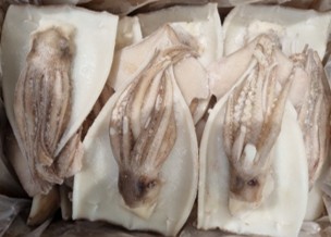 할복오징어(16-19미/중국산) 4kg