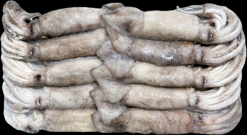 베이트오징어(10미/중국산) 3kg