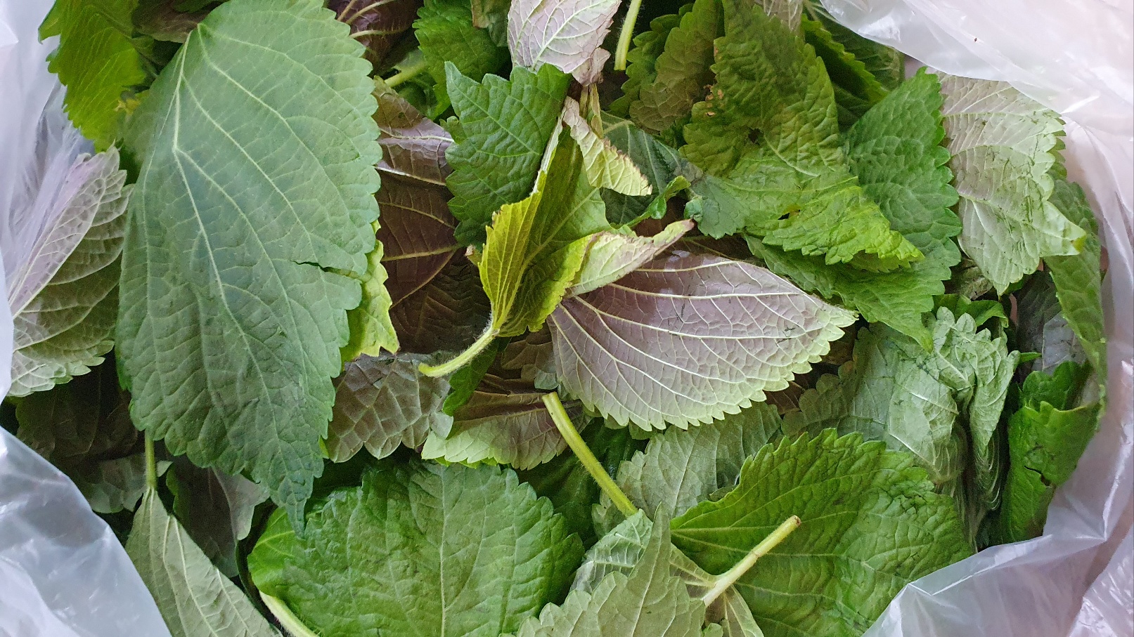 깻잎(잎바라) 4kg[봉]