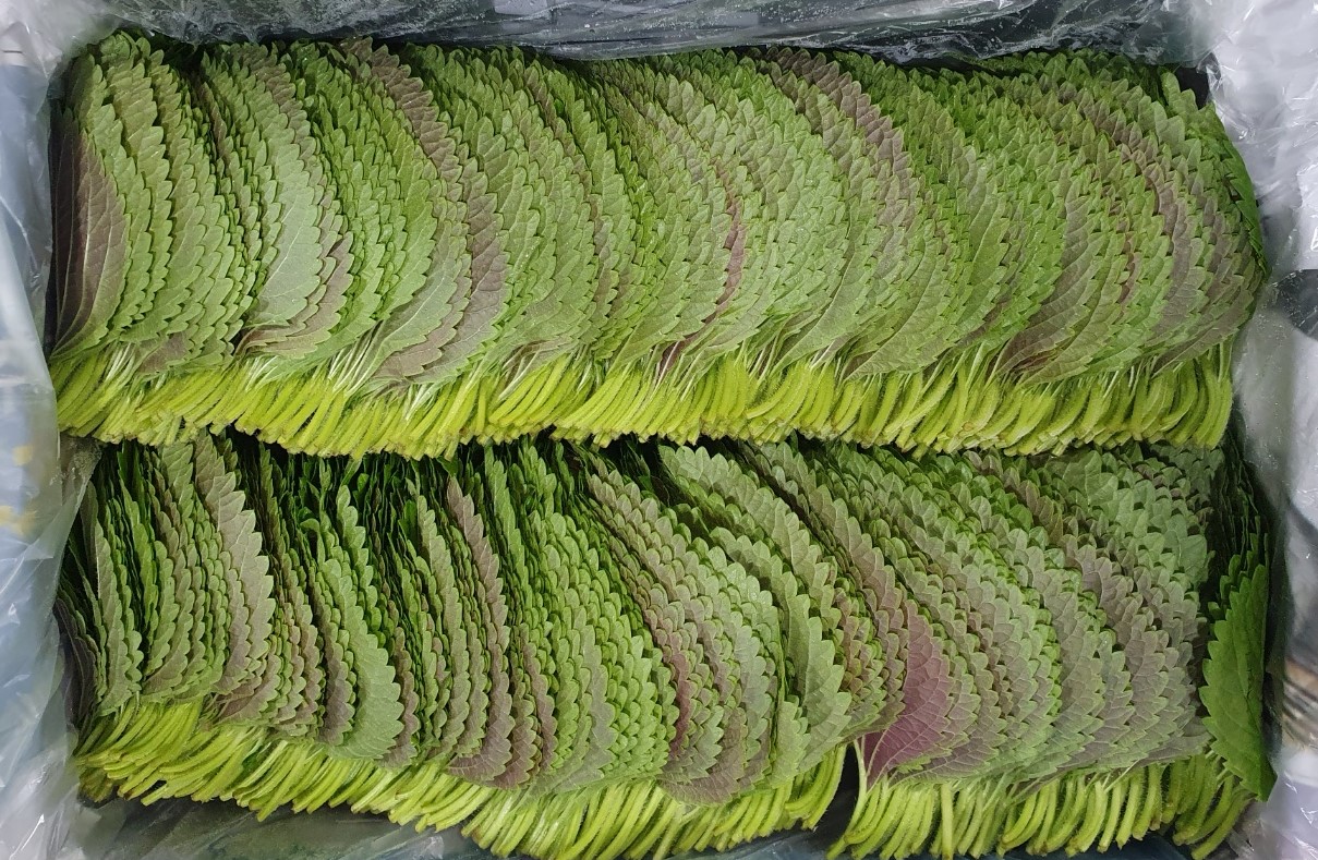 깻잎(찹찹이,특) 2kg[BOX]