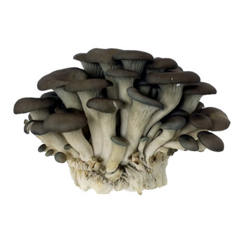 꽃느타리버섯 2kg[BOX]