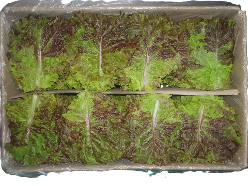 꽃상추(A) 4kg[BOX]