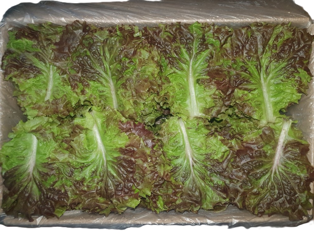 꽃상추(B) 4kg[BOX]