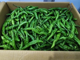 꽈리고추 4kg[BOX]