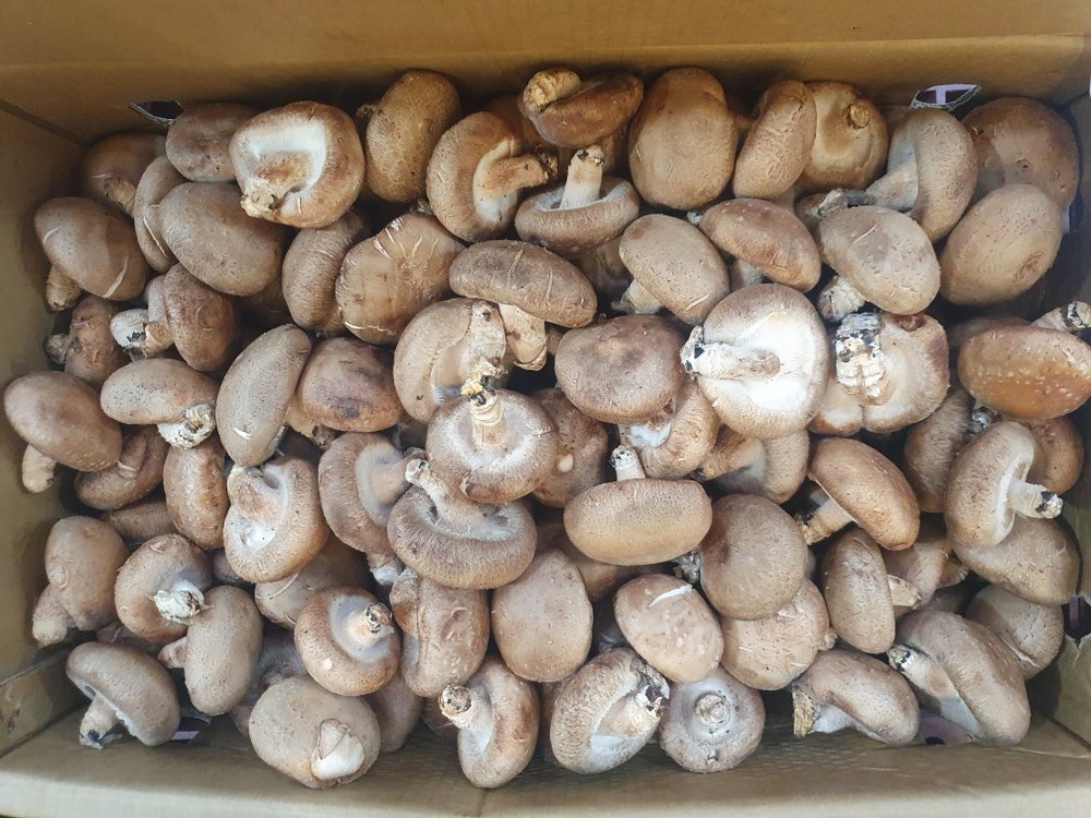 표고버섯(수입산) 4kg[BOX] 상세 이미지